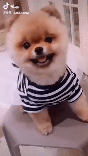 一大波狗砸的歪头杀来了.看完绝对能治愈你的劲椎病!