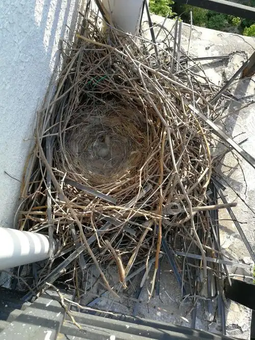 1个月的时间窝搭好了,5月13日,看到了第一个喜鹊蛋.