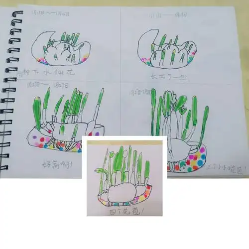 每周,我都要用画笔记录下水仙花的成长过程.