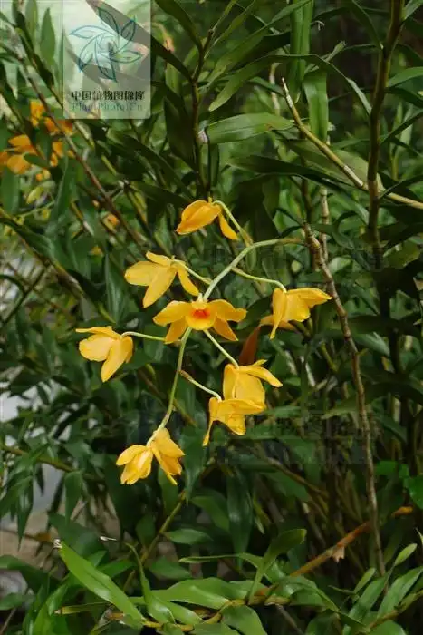 植物图像库  李西贝阳摄影观赏指数别名:双斑叠石斛科属:兰科石斛属