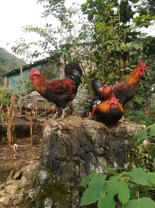 山地生态黑瑶土鸡
