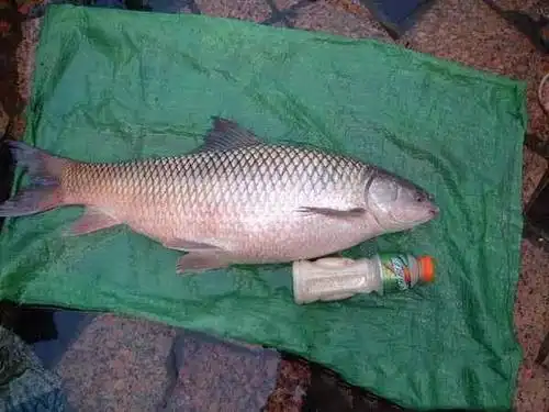 水塘钓上8斤重的野鲮据说是从泰国引进的洋鱼