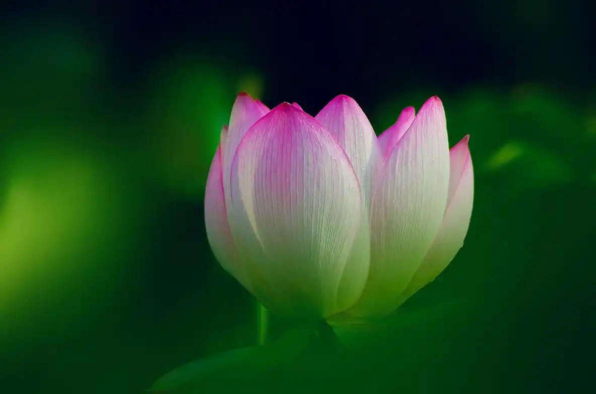 荷花奔放的季节-烟雾意境荷花