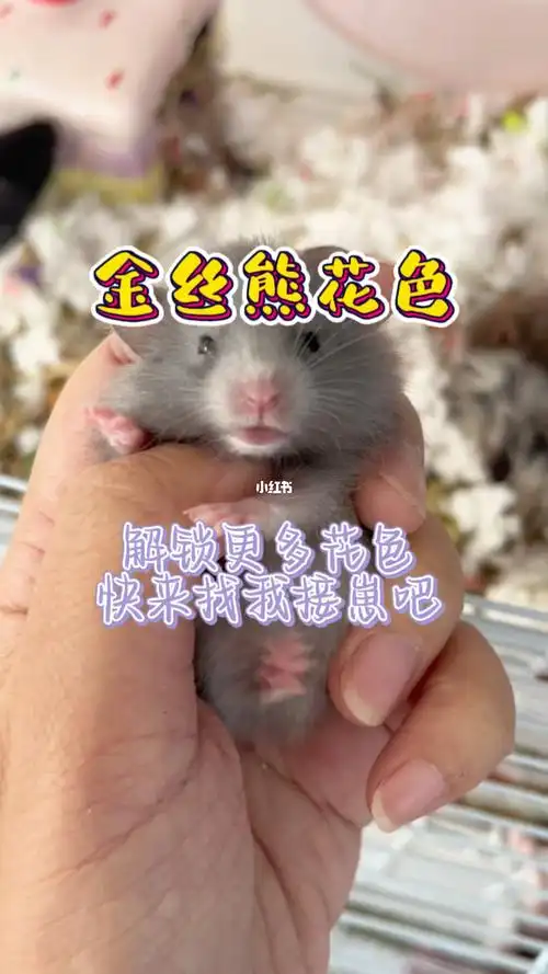 金丝熊颜色品种分辩