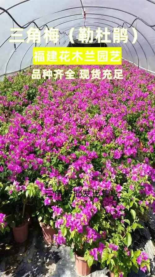 山西三角梅柱批发 #新疆红色花三角梅基地 #安徽黄色花三角梅基地
