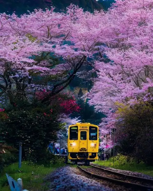 日本京都岚山怒放的樱花海宛若仙界