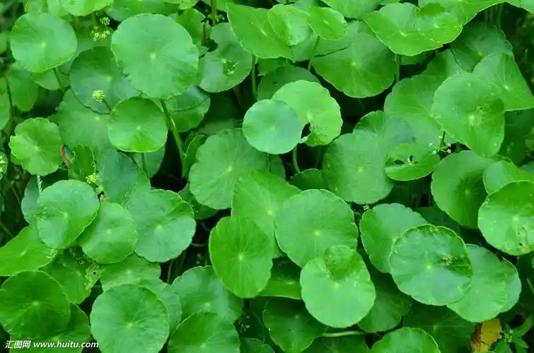 求金钱草的图片