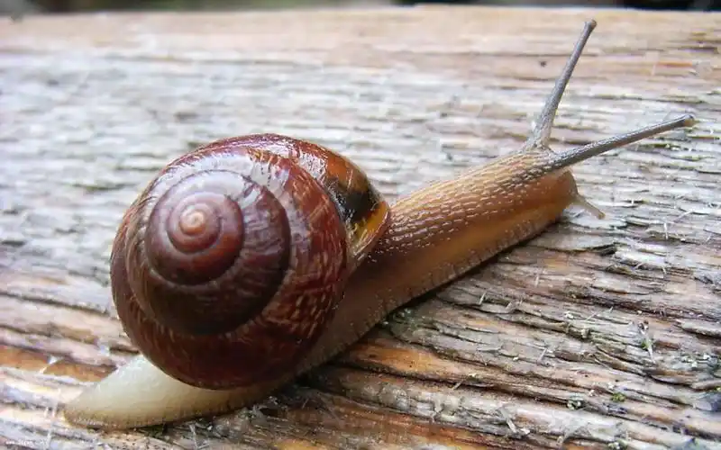 蜗牛