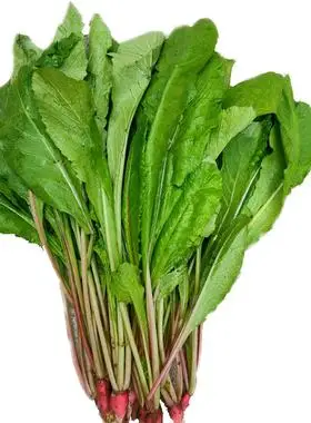 农家新鲜萝卜菜当季青蔬菜红皮小萝卜红萝卜缨子嫩萝卜苗萝卜埂