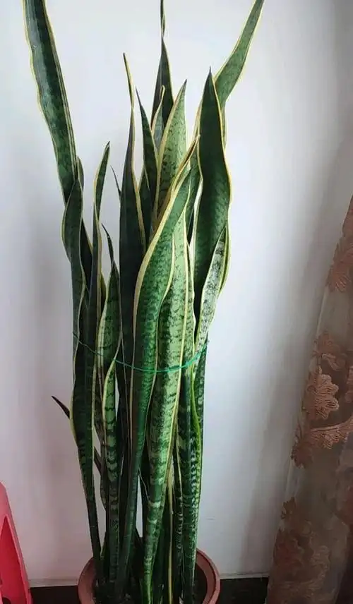 虎皮兰适合什么土质