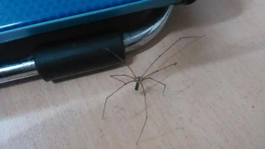 这是什么蜘蛛呢?腿这么长!