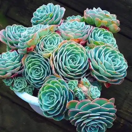 超大玉蝶老桩状态超美手捧花趣趣味多肉植物多肉植物