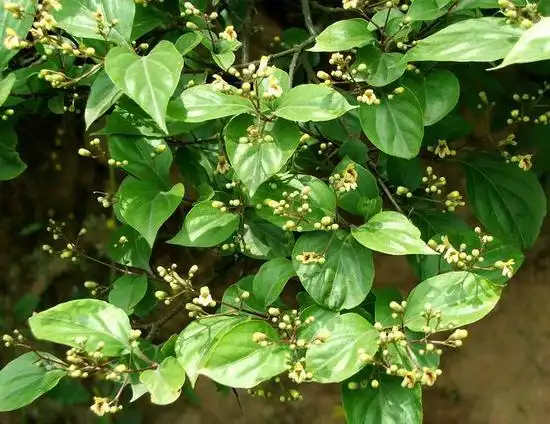 豆腐柴图片豆腐柴野菜图片