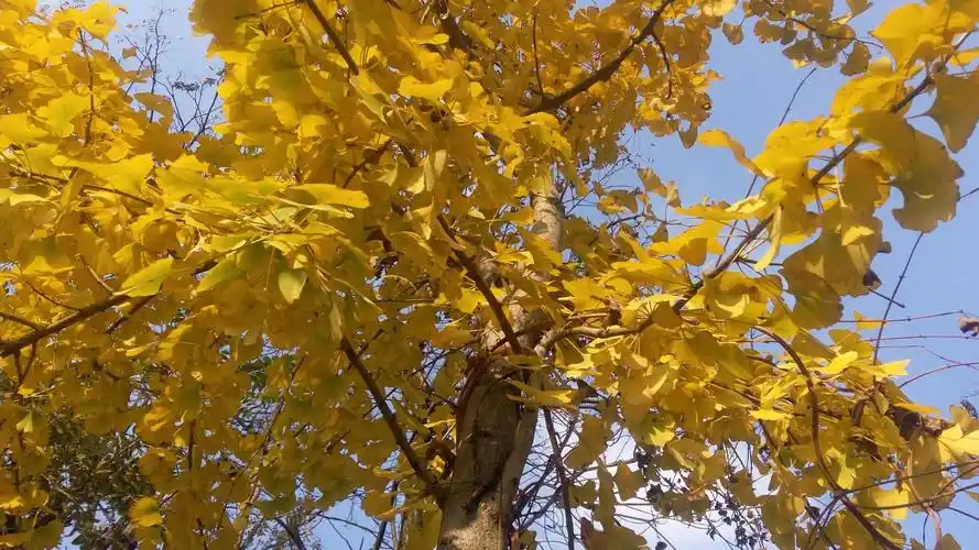 植物活化石一一银杏树,咋变成金树了呢?不过还挺艳滴