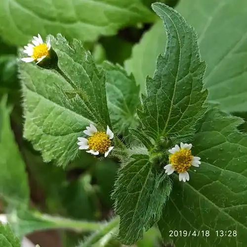 感觉很素雅,经《识花君》辨认,分别是牛膝菊(珍珠草)和铁苋菜(蚌壳草)
