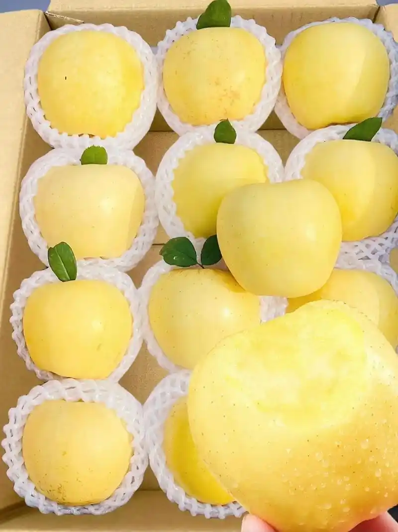 一口咬下,脆甜多汁的黄金奶油富士苹果!山东烟台特产,新鲜水果 - 抖音