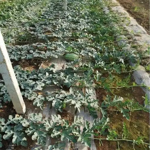 一般棚室礼品西瓜吊蔓栽培多采取单蔓整枝,礼品西瓜个头小,所需营养少