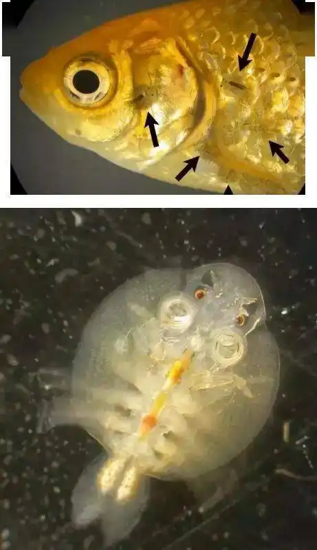 图文讲解二十种常见水产寄生虫病害