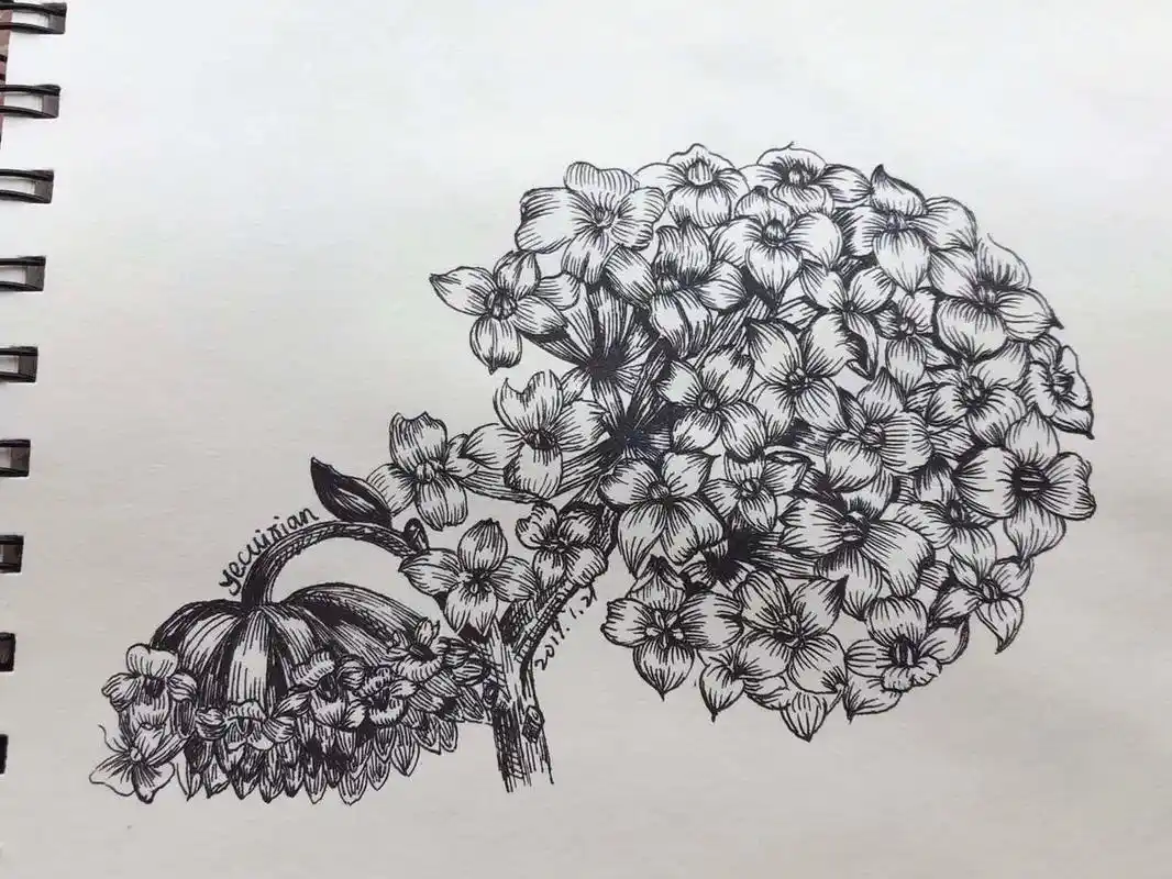线描植物素材～线稿绣球花.#想画就画 #绘画过程 #黑白线描 - 抖音