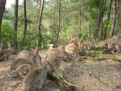 供应浙江台州绿色生态放养野兔
