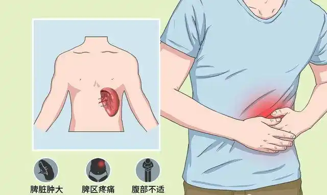很少被呵护的小脾脏一旦检查出肿大很可能预示身体异常