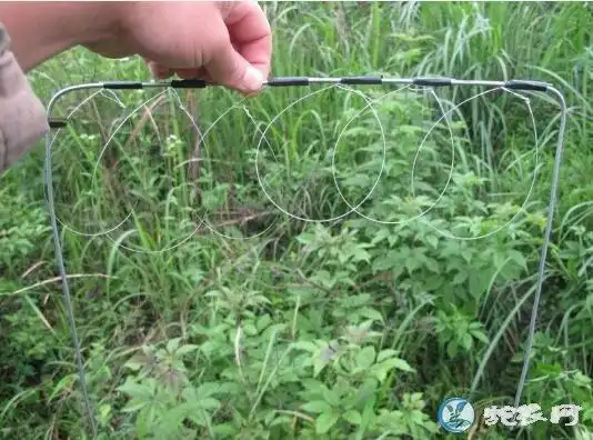 插正赛地上高度要适合下在路的中央,主要竹鸡经过就会被套住布置好一