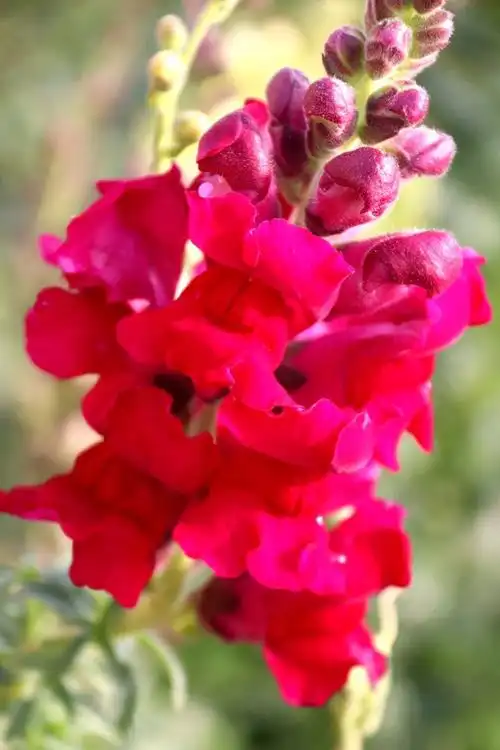 【认认身边的植物-观赏植物】金鱼草--色彩斑斓花景秀丽 - 花草鱼虫