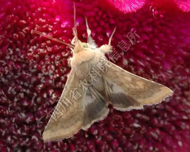 [图1]粘虫—成虫