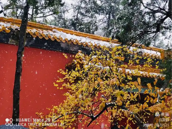 红墙白雪腊梅香