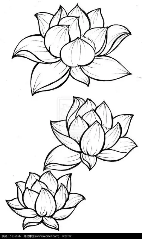 怎样画荷花简单画法 荷花怎样画又好看又简单