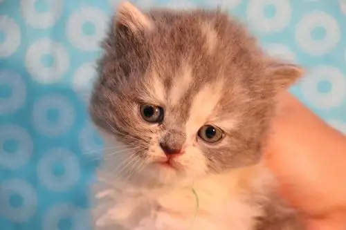 英短三花猫 0102三花-母-长毛-610g-710g-橙#3