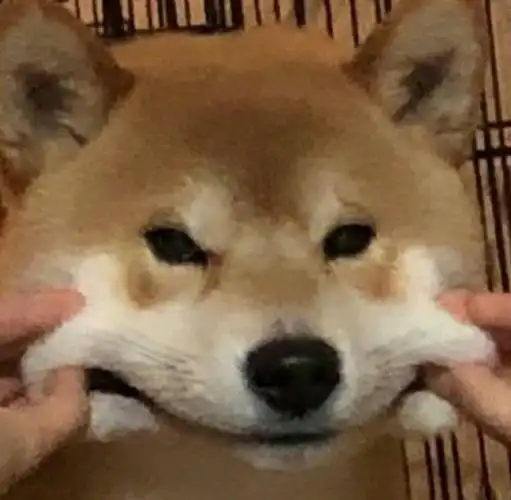 搞怪可爱小动物头像 [绿马]