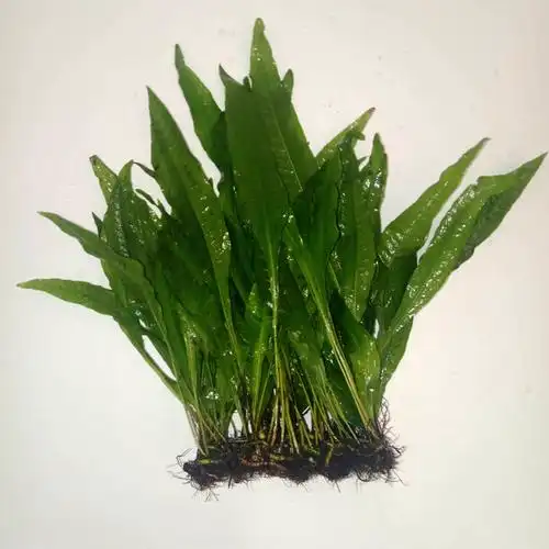 皇冠水草造景宽叶大铁皇冠鱼鱼缸活体淡水植物鱼缸
