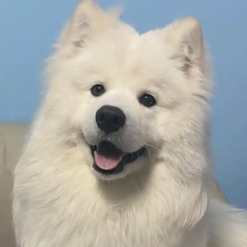 我给奶糖拍过的出圈头像#萨摩耶 #萌宠出道计划 #新的一年汪 - 抖音