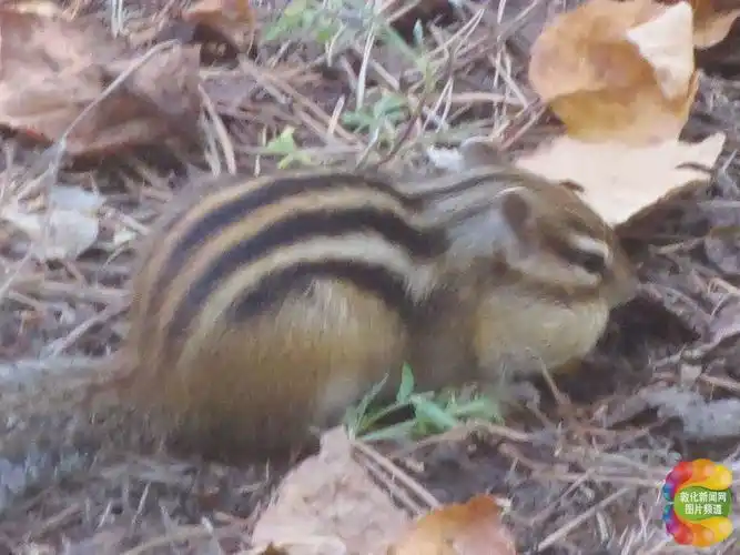 北山公园花狸棒子人前卖萌田玲珀摄影