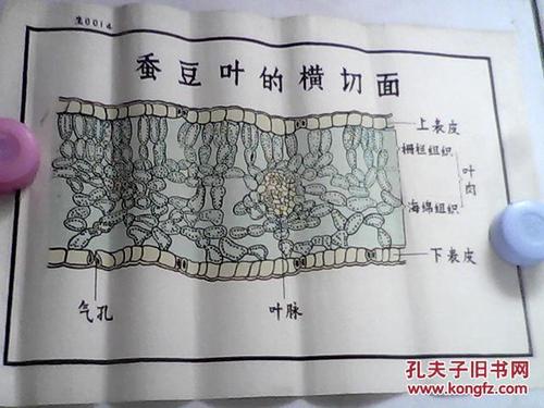 手绘挂图 : 蚕豆叶的横切面