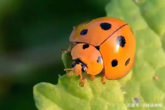 大豆田里的瓢虫是益虫,不要去防治,你记住了吗?