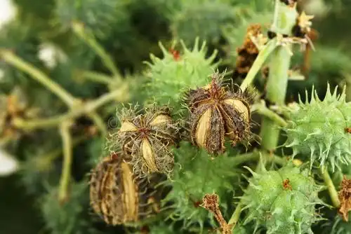 农村有种带刺野草农民见到就烦殊不知对痔疮很管用