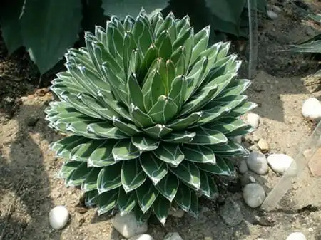 龙舌兰的典型品种