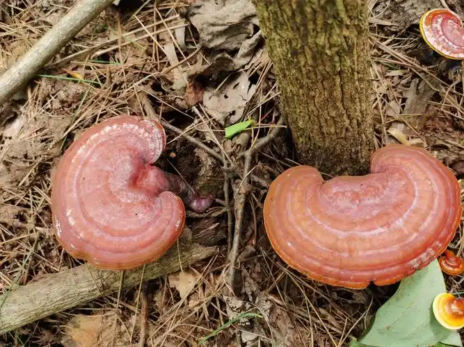 鲜嫩的灵芝草,看上去娇嫩欲滴,灵气逼人