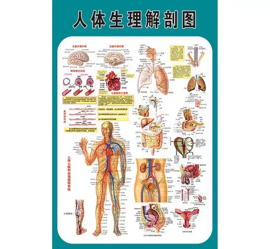 人体生理解剖女性生殖系统男女泌尿生殖器医学写真