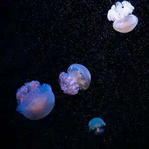 水母是一种自由游动的海洋腔肠,具有果冻状的钟形或碟形身体,通常是