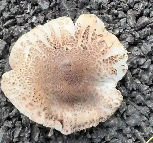 野生蘑菇的大小,形状,颜色,花纹千变万化,普通人很难分辨哪些是有毒的