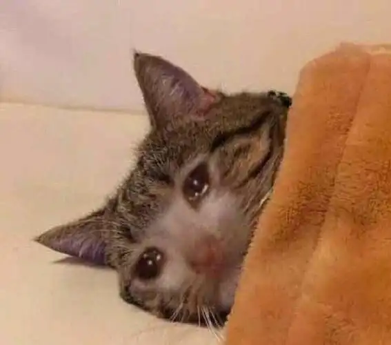 流泪委屈猫猫头表情包