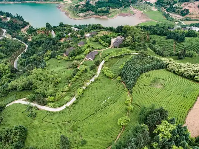 航拍贺州〕绿谷茶园