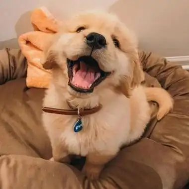 超萌的高清可爱狗狗头像图片