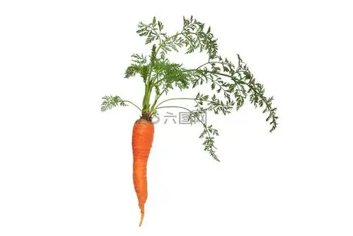 胡萝卜,叶,植物区系