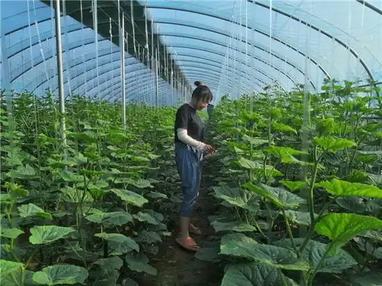 开封市尉氏县张市镇大棚黄瓜迎丰收党建引领促振兴
