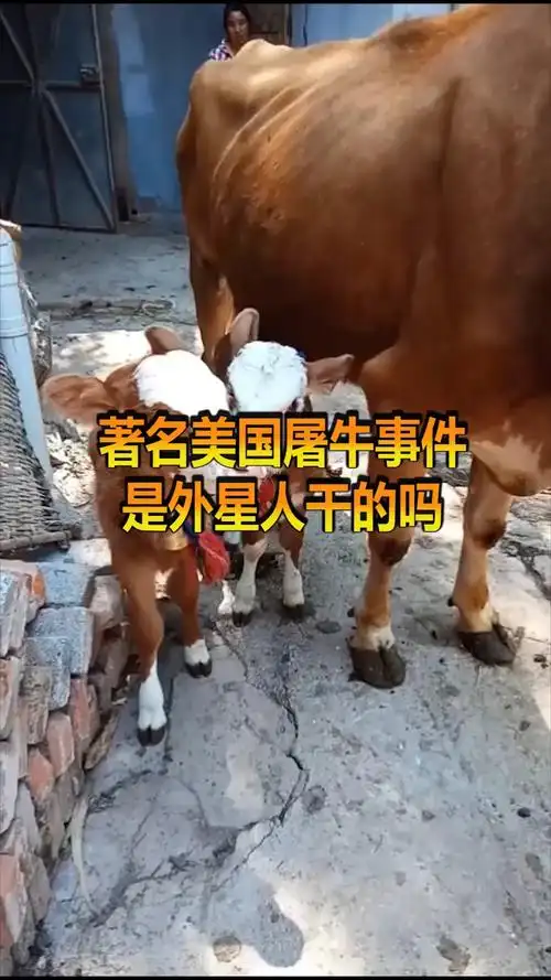 奇趣#著名美国屠牛事件,真的是外星人干的么?