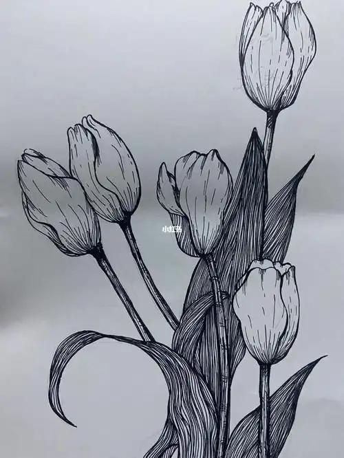 花卉勾线笔小练习